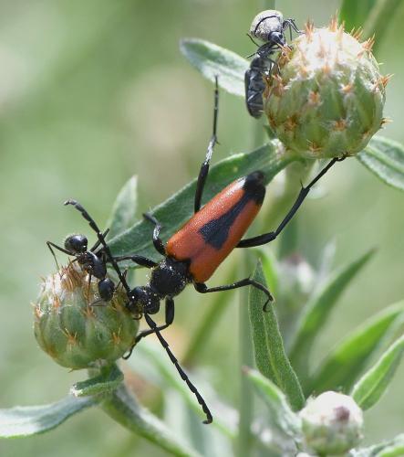 Stictoleptura cordigera